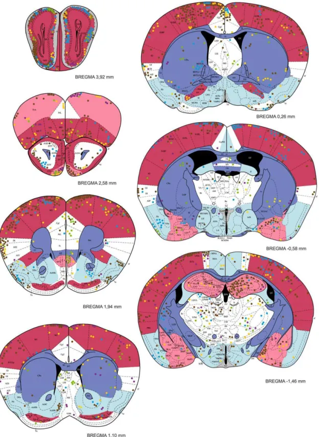 Figure 4. The distribution of T. gondii cysts in the forebrain of a mouse with latent toxoplasmosis