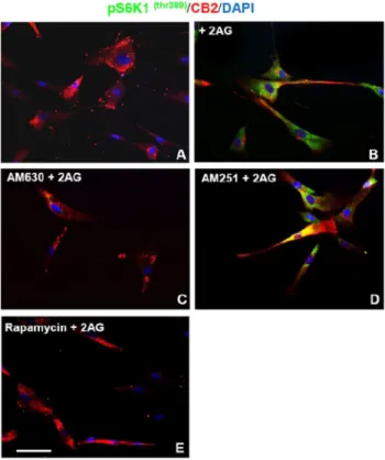 Figure 8. 2-AG is Chemoattractant for hMSCs through CB2 A) Image-based detection of 2-AG chemoattractive effect on cultured hMSCs