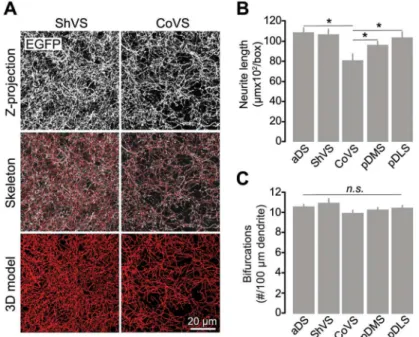 Fig 2. Quantitative characterization of cholinergic neuropil in striatal regions. (A) Representative three- three-dimensional reconstruction of cholinergic dendritic arbors in the ShVS and CoVS of a ChAT BAC -EGFP mouse