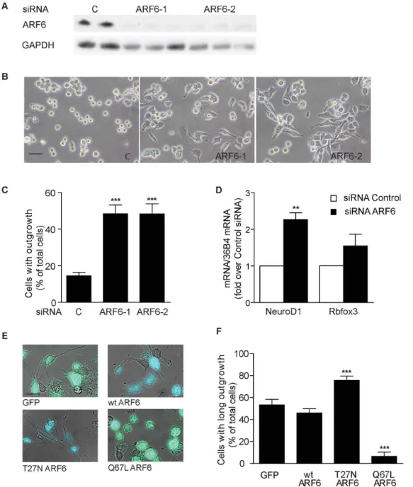 Figure 1. ARF6 is important for the differentiation of Neuro-2a cells. (A–D) Neuro-2a cells were transfected with control (c) or ARF6 siRNA in medium with 10% FCS and analyzed after 48 h