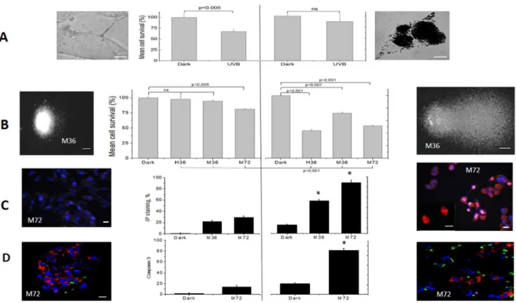 Figure 3. The effects of UVB and visible light in B16-F10 and human melanocyte cells. Left side: (no extra pigmentation); right side: cells subjected to the pigmentation protocol (M++++)