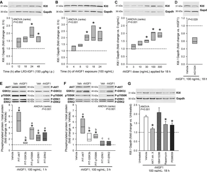 Figure  2.    Kitl  protein  expression  is  stimulated  by  IGF1  via  multiple  IGF1R-activated  pathways