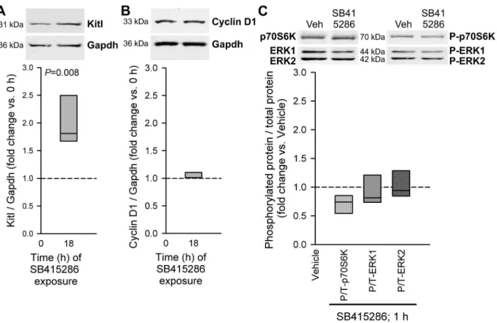 Figure  3.    GSK3i  stimulates  Kitl  expression  without  activating  cyclin  D1  expression  and  p70S6K  and  ERK1/2 phosphorylation