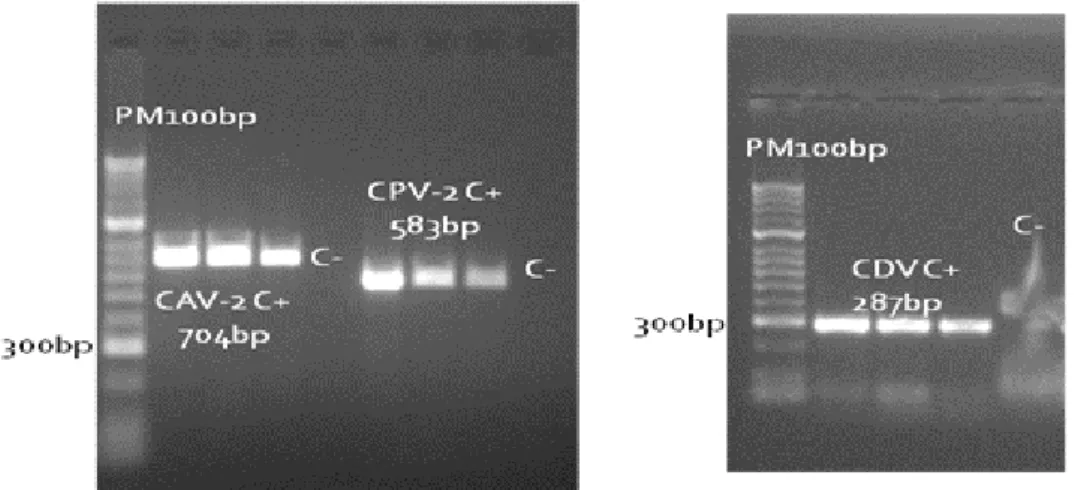 Figura 8: Avaliação da sensibilidade dos ensaios de PCR e RT-PCR para detecção de CAV-2, CPV-2 e CDV