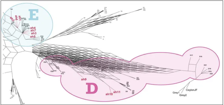 Figure 1. A close up of the E and D branches of a Maximum Parsimony Network showing the affinities of ten of the eleven, non- non-continuiously numbered, ancient haplogroups detected in our 48 samples with those previously defined by Liu et al