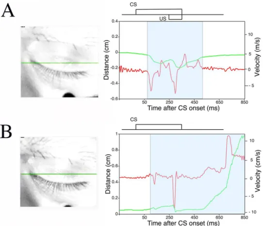 Fig 7. A preliminary study of CR expression during eyes-closed periods. Examples of CR expression during eyes-closed periods in a CS-US paired trial (A) and CS-only trial (B)