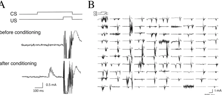 Fig 2. Examples of eyelid EMG responses in monkeys. (A) Typical EMG recordings are shown in the CS-US timing diagram