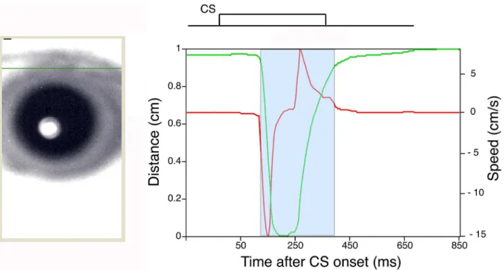Fig 4. An example of eyelid movement obtained by high-speed video analysis. The eyelid movement data collected in a single CS-only trial after analysis with the Intelligent Vision Sensor