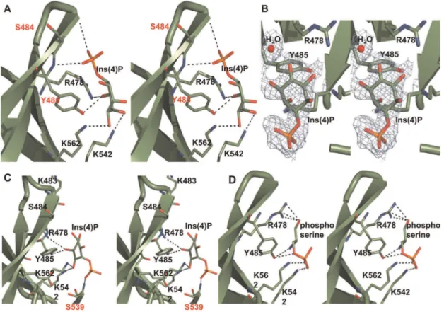 Figure 2. Detailed stereo diagrams of bound ligands. (A) Interactions made by Ins(4)P (green) and the residues at the non-canonical binding site of Slm1-PH (also in green)