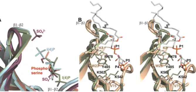Figure 4. Surface charge distribution. (A) The Slm1-PH provides a positively-charged cavity to interact with a negatively charged Ins(4)P molecule (in green)