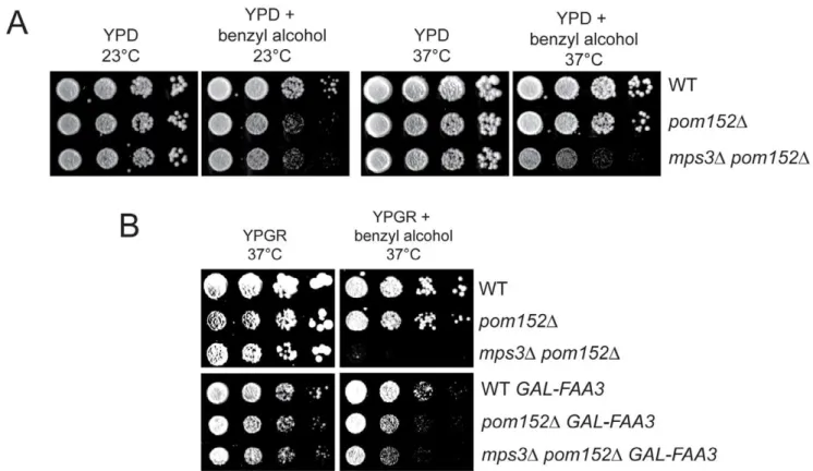 Figure 9. Membrane defects in cells lacking MPS3 can be suppressed by FAA3 . (A) Wild-type (SLJ001), pom152 D (SLJ4260) and pom152 D mps3D (SLJ5247) cells were tested for their ability to grow on YPD and YPD+0.2% benzyl alcohol at 23 u C and 37 u C in a se