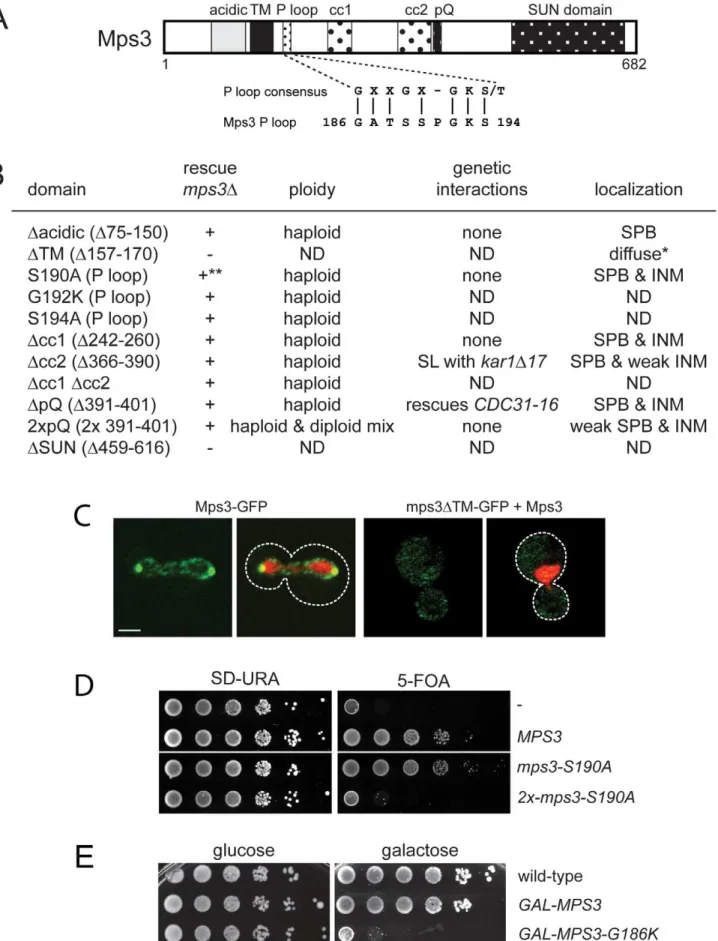 Figure 1. Essential regions of Mps3 for SPB duplication. (A) Schematic of Mps3 showing the N-terminal acidic region, transmembrane domain (TM), P-loop motif, coiled-coils (cc), poly-glutamine (pQ) repeat and C-terminal SUN domain