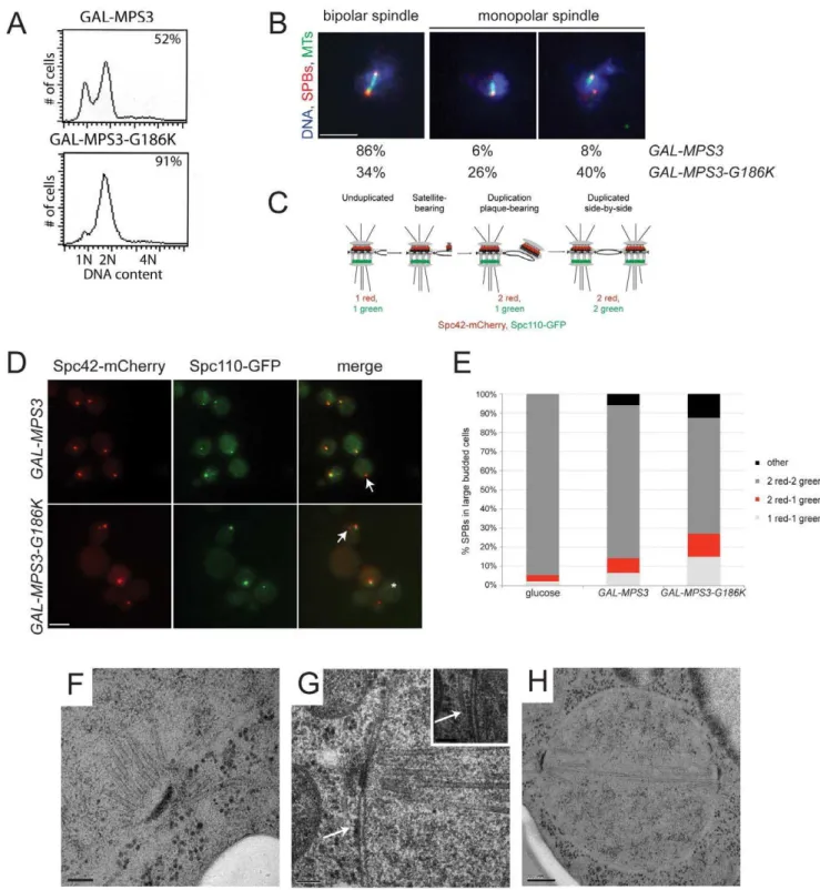 Figure 2. MPS3-G186K expression causes a mitotic arrest due to SPB duplication defects