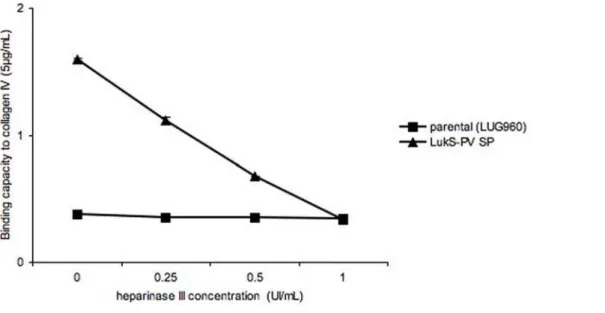 Figure 5. Binding capacity of isogenic strains to collagens V and I from distinct sources
