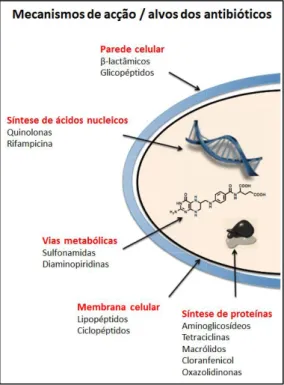 Figura 1 | Mecanismos de acção / alvos das diferentes classes de antibióticos (Adaptado de Wright, 2010)