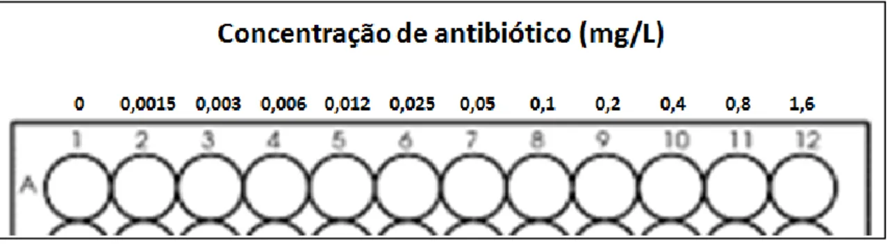 Figura 16 | Intervalo de concentrações de antibióticos ao qual cianobactérias em estudo foram expostas