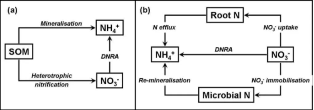 Fig. 1. Schematic overview of the importance of DNRA in soil: (a) as an alternative NH + 4 producing process, when coupled to the organic pathway of heterotrophic nitrification, to direct mineralisation of soil organic nitrogen (SON); (b) alternative pathw
