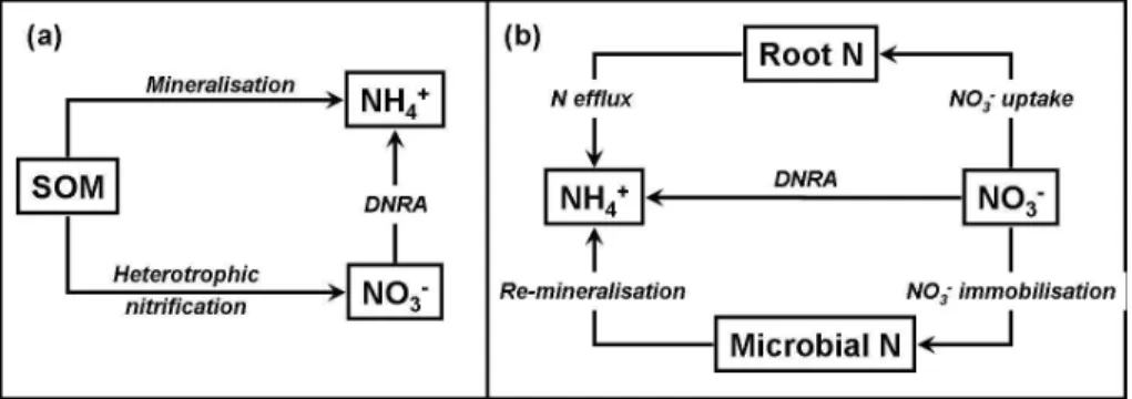 Fig. 1. Schematic overview of the importance of DNRA in soil: (a) as an alternative NH + 4 producing process, when coupled to the organic pathway of heterotrophic nitrification, to direct mineralisation of soil organic nitrogen (SON); (b) alternative pathw