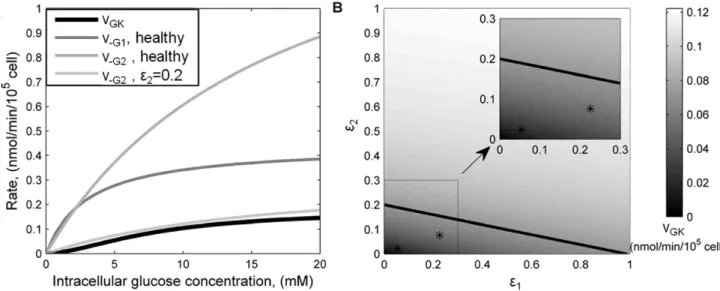 Figure 2. Comparison of glucose transport and phosphorylation in health and T2D b-cells