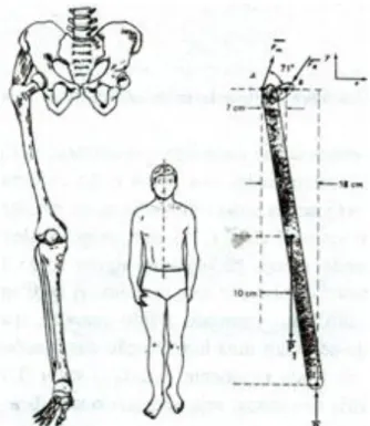 Fig. 18- Orientação dos ossos dos membros inferiores humanos (Salgueiro &amp; Ferreira, 1991)