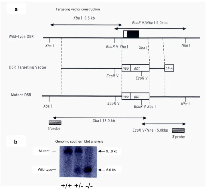 Figure 1. Generation of D5R-KO mice. (a) Design of the D5R gene targeting vector. Upper diagram: restriction enzyme map for the WT D5R gene locus