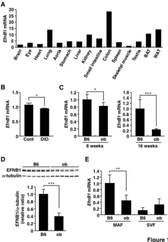 Figure  1.    Expression  of  Ephrin-B1  in  obese  adipose tissue.    A,  Tissue  distribution  of  Ephrin-B1  mRNA.