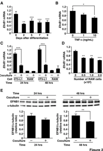 Figure 3.  Inflammatory response in Ephrin-B1-knockdown 3T3-L1  adipocytes.    The  small  inhibitory  RNA  (siRNA)  for Ephrin-B1 was introduced in 3T3-L1 adipocytes as described in the Materials and Methods section