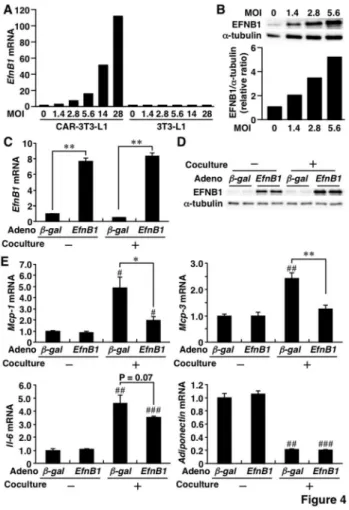 Figure  4.    Suppression  of  inflammatory  response  by adenovirus-mediated overexpression of Ephrin-B1 in  3T3-L1  adipocytes