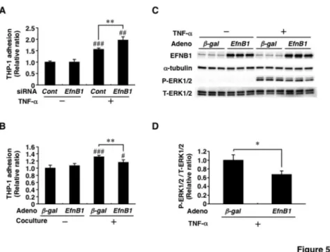 Figure 6 provides a model that summarizes the results of the present  study.  In  obese  adipose  tissue,  TNF-α  and macrophage-derived  undetermined  factors  suppress  EFNB1 expression  in  adipocytes