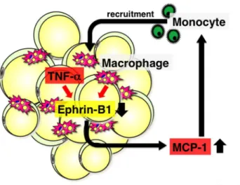 Figure S1.  Schematic illustration of cocultures of 3T3-L1 adipocytes and RAW264.7 macrophages.