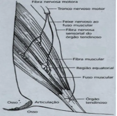 Figura 3 –  Diagrama simplificado ilustrando a disposição dos principais receptores sensoriais  encontrados num músculo típico