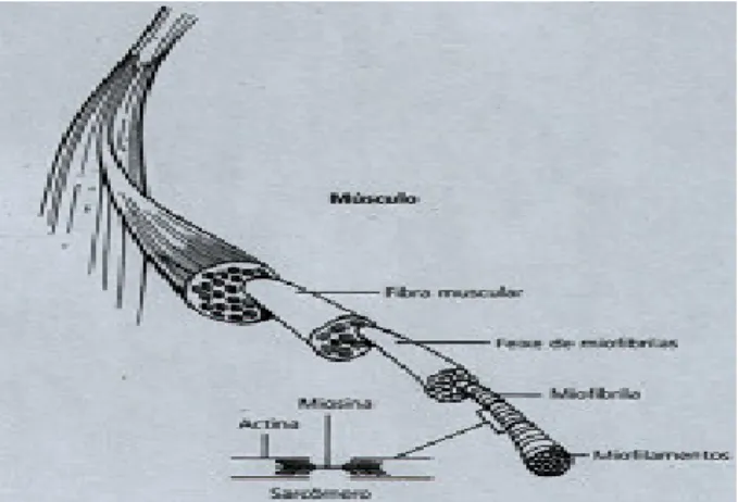 Figura 4 –  Desenho em perspectiva de uma fibra muscular. Uma fibra muscular possui muitos  feixes de miofibrilas
