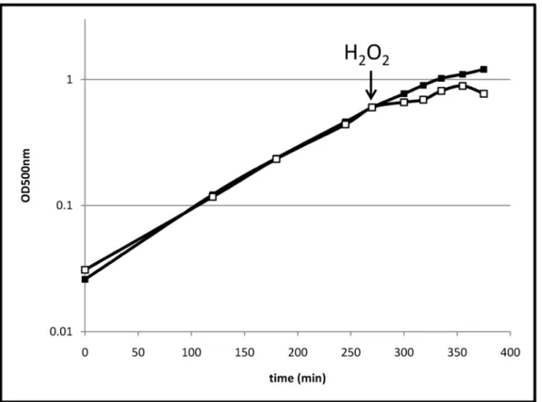 Figure 1. Growth of B. pumilus. Growth of B. pumilus under control conditions (filled squares) and stressed with 2 mM H 2 O 2 at OD 500 nm 0.6 (empty squares).