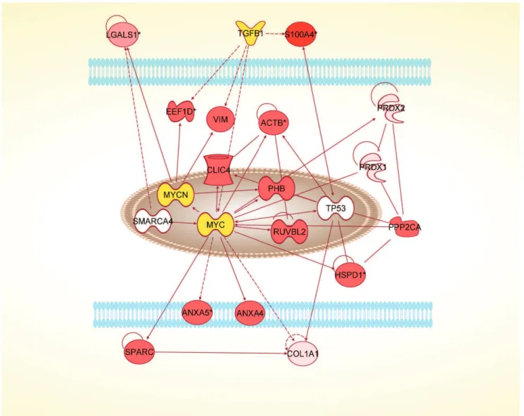 Figure 4. Network diagram for AP cells produced by IPA analysis. The diagram shows the potential interactions of the extracellular proteins with MYC and related transcription factors