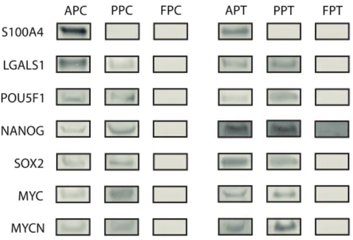 Figure 7. Western blot gels for AP, PP and FP cells and tissues.