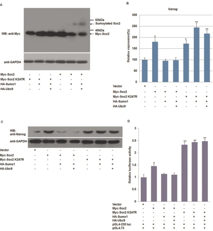 Figure 3. SUMOylation of Sox2 represses Nanog expression. (A) Covalent modification of Sox2 by Sumo1 at Lysine 247