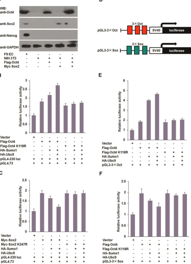 Figure 4. SUMOylation regulates transactivity of Oct4 and Sox2. (A) NIH3T3 cells lack the expression of pluripotency genes