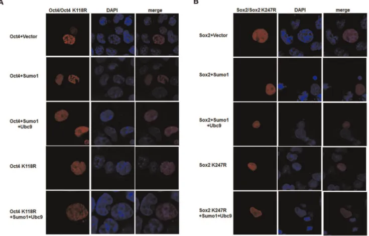 Figure 5. SUMOylation does not alter the subcellular localization of Oct4 and Sox2. (A) Subcellular localization of Oct4 and Oct4K118R