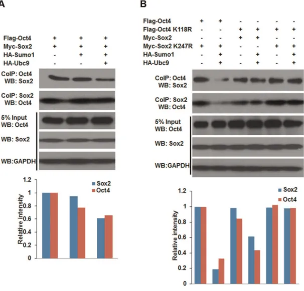 Figure 6. SUMOylation impairs the protein-protein interaction between Oct4 and Sox2. NIH3T3 cells were cotransfected with various combinations of Oct4/Oct4 K118R, Sox2/Sox2 K247R, HA-Sumo1 and HA-Ubc9 expression plasmids as indicated