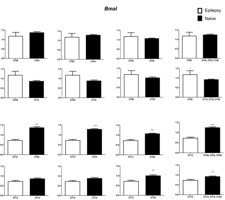 Fig 6. Impact of diurnal variation on Bmal expression analysis in hippocampus of epileptic rats