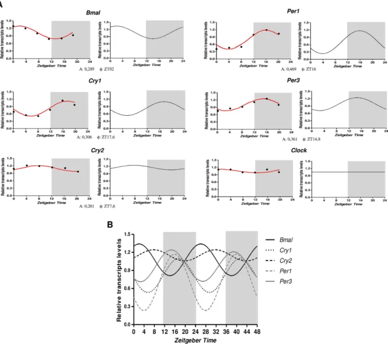 Fig 3. Temporal expression of the core clock transcripts in the hippocampus of rats. A) Relative amounts of transcripts at different ZT after