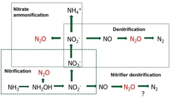 Figure 7. A schematic diagram of the microbial processes contributing to N 2 O production (adapted from Baggs, 2008).