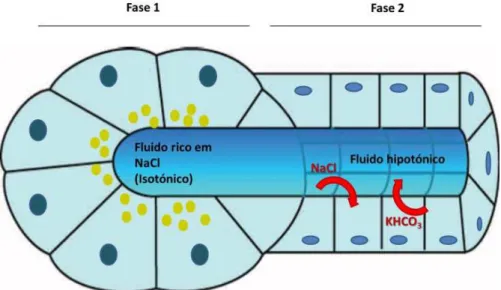 Figura 3 – Representação esquemática do processo de secreção salivar (adaptado de  Catalán et al., 2009  [14] ) 