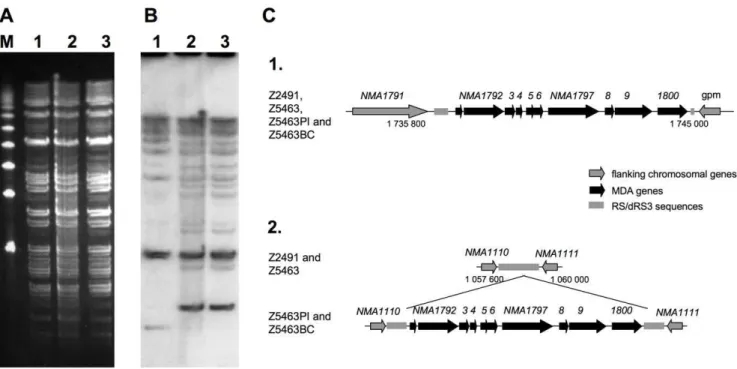 Figure 1. Identification of Z5463PI as the infectious strain. A- Pulsed-Field Gel Electrophoresis (PGFE) analysis using the enzyme BglII for DNA digestions, revealed by ethidium bromide