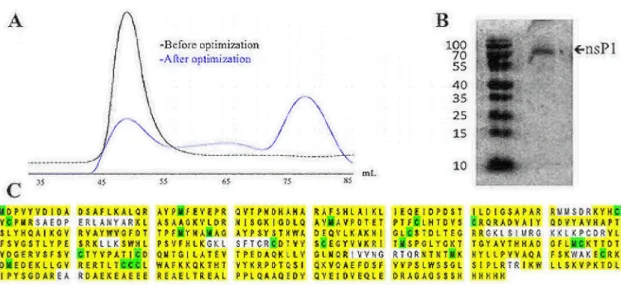 Fig 1. Validation of CHIKV nsP1 purity and identity. Recombinant CHIKV nsP1 was purified with 6X his-mediated affinity chromatography followed by size exclusion chromatography