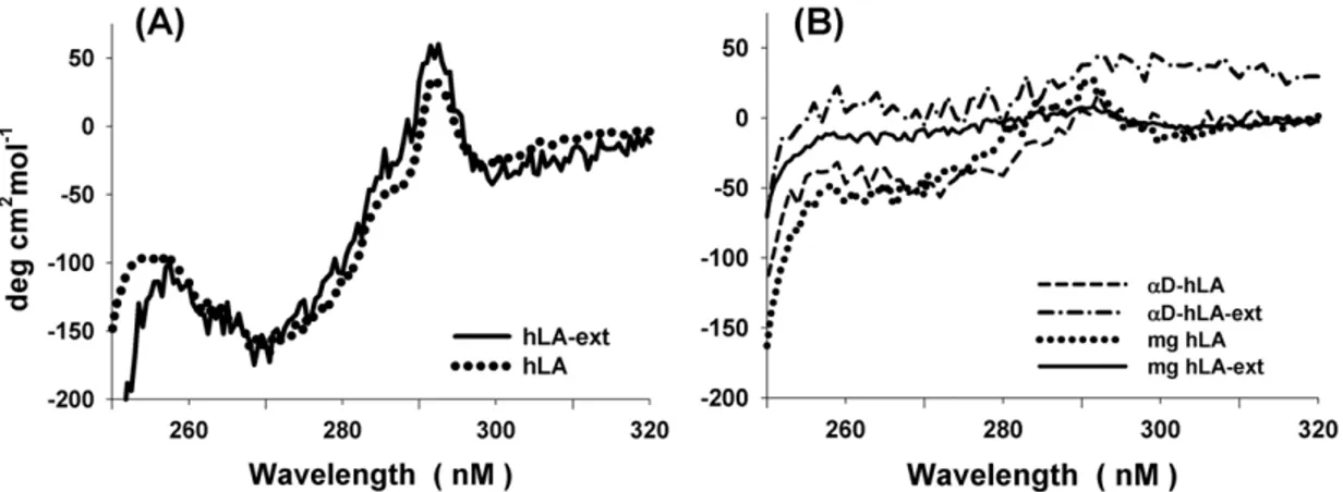 Figure 2. Tertiary structure studied with near UV CD spectra. (A) The near UV spectra of the native refolded hLA and hLA-ext proteins show positive and negative peaks indicating the CD bands arising from aromatic amino acids and suggest the presence of ter