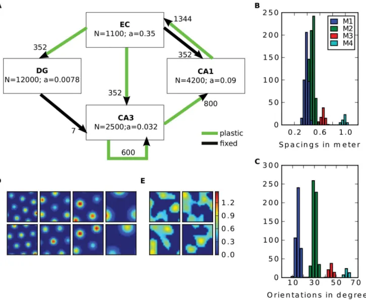 Fig 1. Model overview. A: The four subregions EC, DG, CA3 and CA1 are modeled. a denotes the proportion of cells being active at any given time
