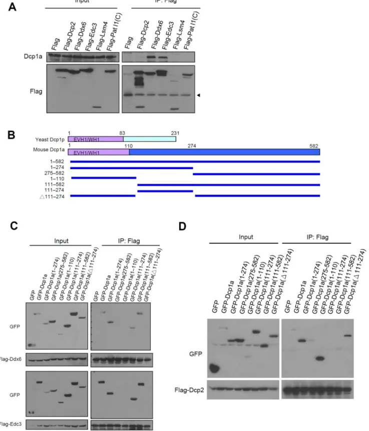 Figure 4. Mapping analysis of the interacting domain of Dcp1a with Ddx6, Edc3, and Dcp2