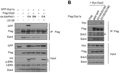 Figure 6. ERK-mediated phosphorylation of Dcp1a increases Dcp1a and Dcp2 association. (A) GFP-tagged Dcp1a, HA-tagged CA or DN MAPKK1 mutants, and Flag-tagged Dcp2 were co-expressed in HEK 293T cells