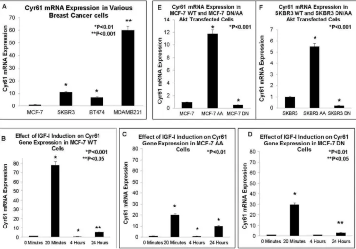 Figure 1. Cyr61 Levels in Various Breast Cancer Cell Lines – Baseline and in Response to IGF-1